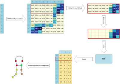 A New Method of RNA Secondary Structure Prediction Based on Convolutional Neural Network and Dynamic Programming